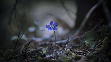 A selective focus shot of an exotic blue flower among the leaves on the moss covered groundの写真素材