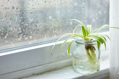 A green houseplant in a glass jar on a window sill on a rainy day