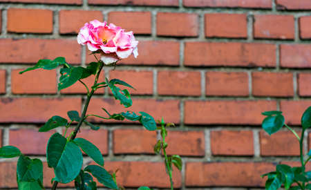 A closeup shot of a beautiful bloomed pink garden rose with a cobblestone wall in the backgroundの写真素材