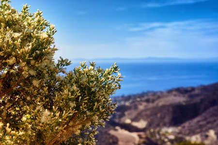 A closeup shot a blossomed plant with a blurred backgroundの写真素材