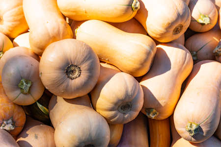 A lot of pumpkins of different shapes and sizes in a market