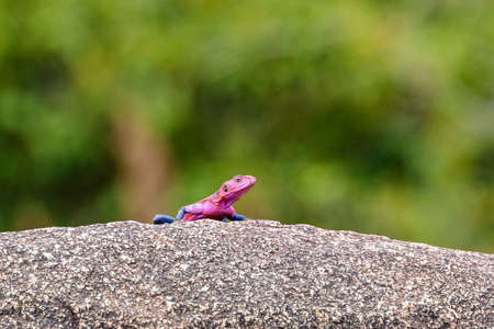A closeup shot of a red-headed rock agama on the rockの写真素材