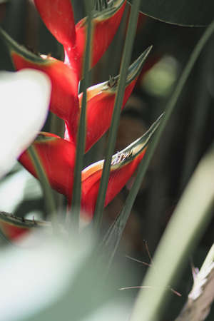 A vertical selective focus shot of a red flowering plant in the middle of the forest