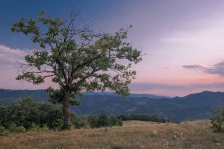A beautiful tree growing on the mountains under the sky of pastel colors during the sunset