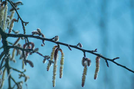 Close up of a Poplar Flowerの写真素材