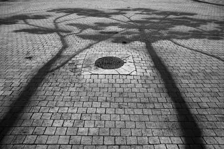 A greyscale of tree shadows on a stone road under the sunshine - a nice picture for wallpapersの写真素材