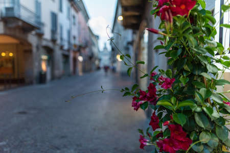 A closeup of red flowers on the building near a street in Crema in Italy