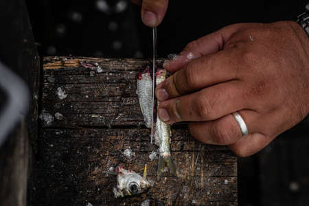 A closeup shot of hands cutting a tiny fish on a wooden surface