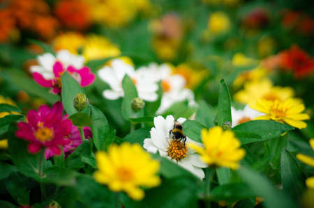 A bee harvesting nectar from a beautiful Zinnia Angustifolia in the middle of a colorful field