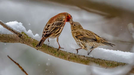 American robin (Turdus migratorius) off the Boardwalk during Spring migration at Magee Marsh Wildlife Area in Oak Harbor, Ohの写真素材