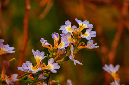 A closeup of tiny blue-petaled blossoms of euphrasia flower with a blurry backgroundの写真素材