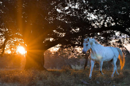 A white horse running through a meadow surrounded by trees during a golden sunsetの写真素材