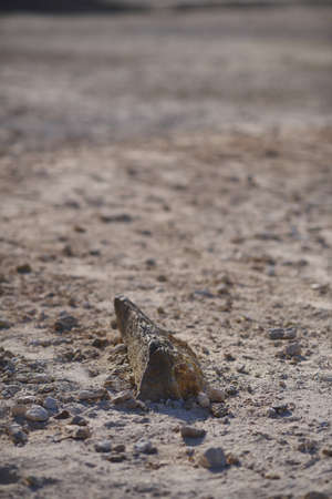 A closeup of a small rock on the ground surrounded by dust and sand under sunlight