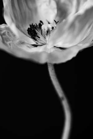 A vertical closeup greyscale shot of an anemone flower against a black backgroundの写真素材
