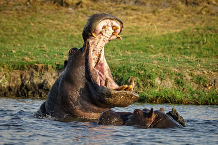 A male hippo warning it's oponent not to come any closer.