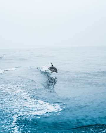 A vertical shot of a cute dolphin jumping into the dark blue wavy oceanの写真素材