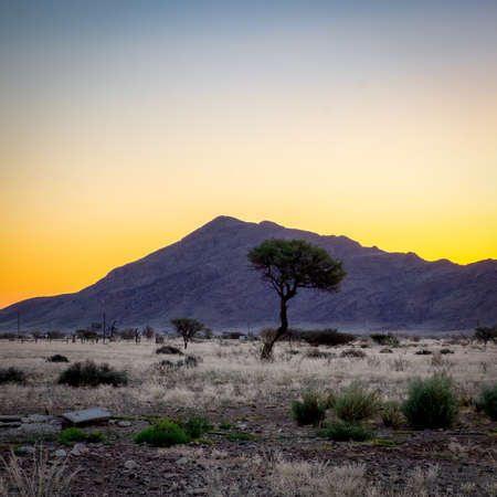 A tree surrounded by bushes with rocky hills and the sunset in the backgroundの写真素材