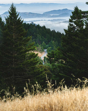 A vertical shot of a road in the middle of dry grassy field and green trees