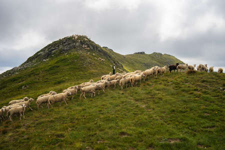 A herd of sheep on a hill covered in greenery and rocks under a cloudy skyの写真素材