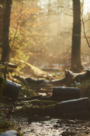 A vertical picture of a forest surrounded by woods and greenery under sunlight