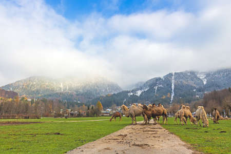 A herd of camels grazing in the field near the snowy hills under the cloudy skyの写真素材