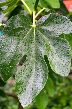 A vertical closeup shot of the leaf of a fig tree with dewdrops on it