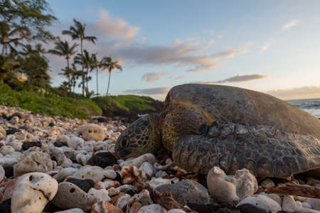 A selective focus shot of a beautiful sea turtle on the stony shore of the sea