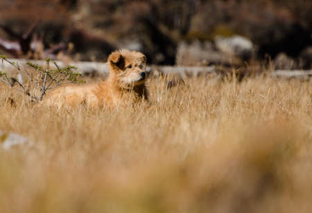 A dog sitting in a meadow covered with dry grass with a blurry backgroundの写真素材