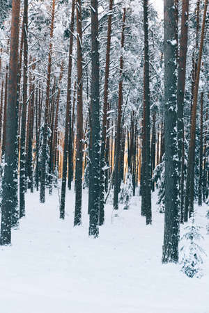 A vertical shot of beautiful tall trees in a forest on a snow covered field