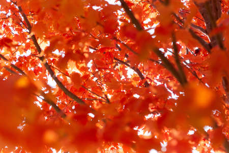 A maple tree with red leaves under the sunlight during the autumn with a blurry background