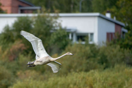 A white flying sandhill crane surrounded by buildings and greenery with a blurry backgroundの写真素材