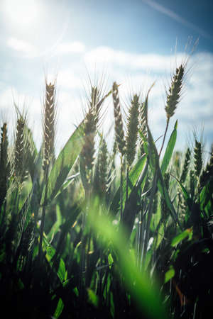 A field of green Einkorn wheat under the beautiful cloudy sky