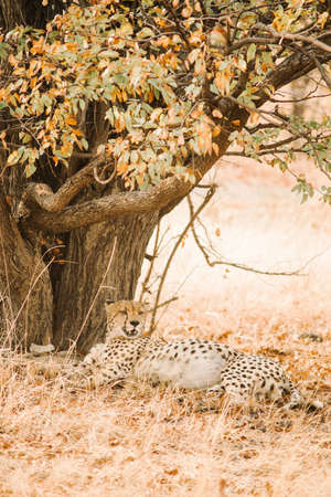 A vertical shot of a tiger carefully observing its surroundingsの写真素材