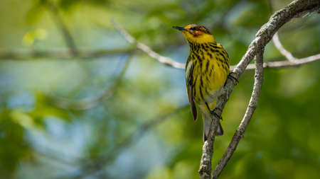 Magnolia Warbler shot off the Boardwalk during Spring migration at Magee Marsh Wildlife Area in Oak Harbor, Ohの写真素材