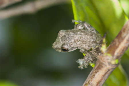 A selective focus shot of a cute frog sitting among the leaves with blurred backgroundの写真素材