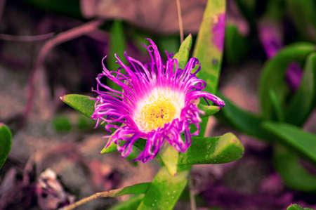 A closeup of the wilted purple karkalla flower with yellow pollen insideの写真素材