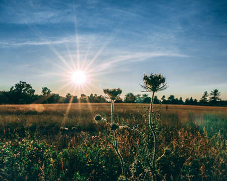 A beautiful scenery of a grassy field surrounded by green trees under the bright sun