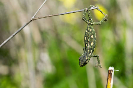 A baby chameleon holding on and trying to balance on a fennel twig, using its tail and legs. Maltese Islands, Maltaの写真素材