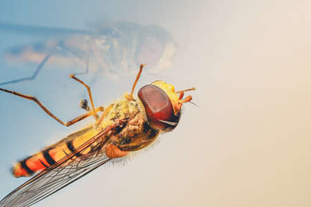 A closeup of a brown fly walking on a table with a nice white backgroundの写真素材