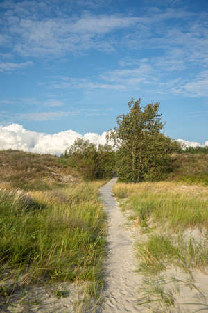 A pathway in a field covered in grass and trees under a cloudy sky and sunlightの写真素材