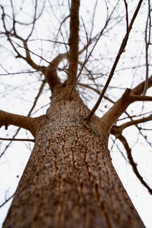 A vertical low angle shot of a leafless tree under the clear skyの写真素材