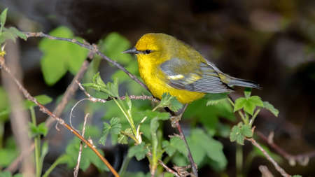 Blue Winged Warbler (Vermivora cyanoptera) shot off the Boardwalk during Spring migration at Magee...