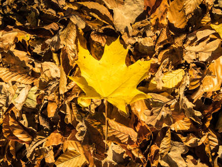 A yellow maple leaf on fallen autumn leaves - great for a natural wallpaperの写真素材