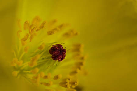 A macro photography of a yellow flower under sunlight with a blurry background