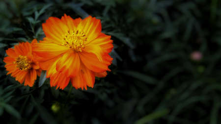 A closeup shot of orange and yellow sulfur cosmos flower