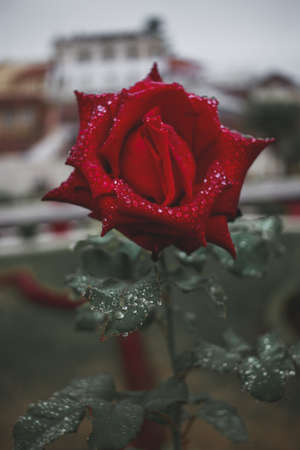 A vertical selective focus shot of beautiful red rose