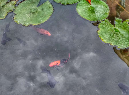 A fishpond with fishes in it and leaves on it with buildings reflecting on the water