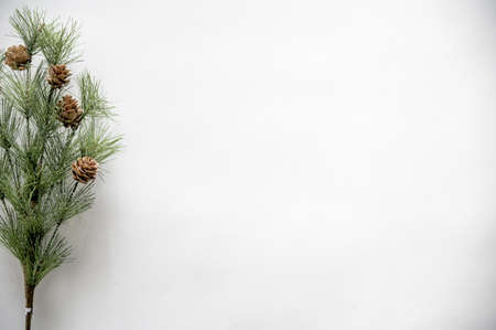 A small pine tree with pine cones in front of a white wallの写真素材