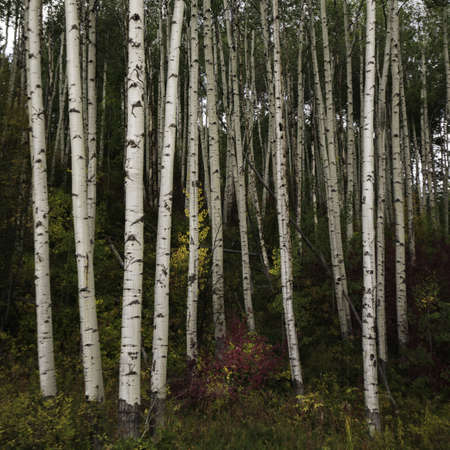 A beautiful scenery of a forest full of high rise trees and other kinds of plants
