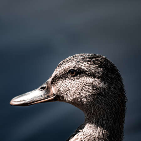 A closeup shot of a duck with a blurred backgroundの写真素材
